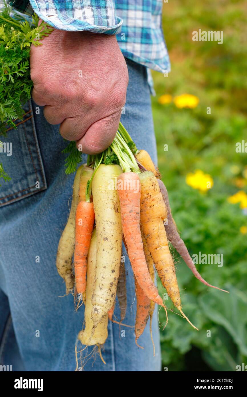 Mann mit einem Haufen Karotten, der von seinem Gemüsegrundstück geerntet wurde. Harlequin F1. Stockfoto