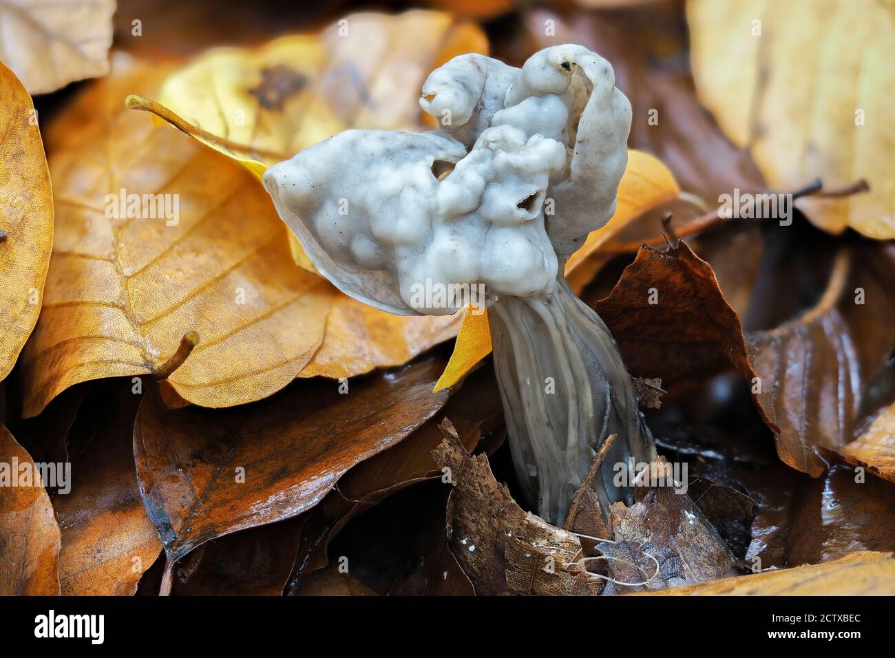 Der Elfin Sattel (Helvella lacunosa) ist ein ungenießbarer Pilz, gestapeltes Makrofoto Stockfoto