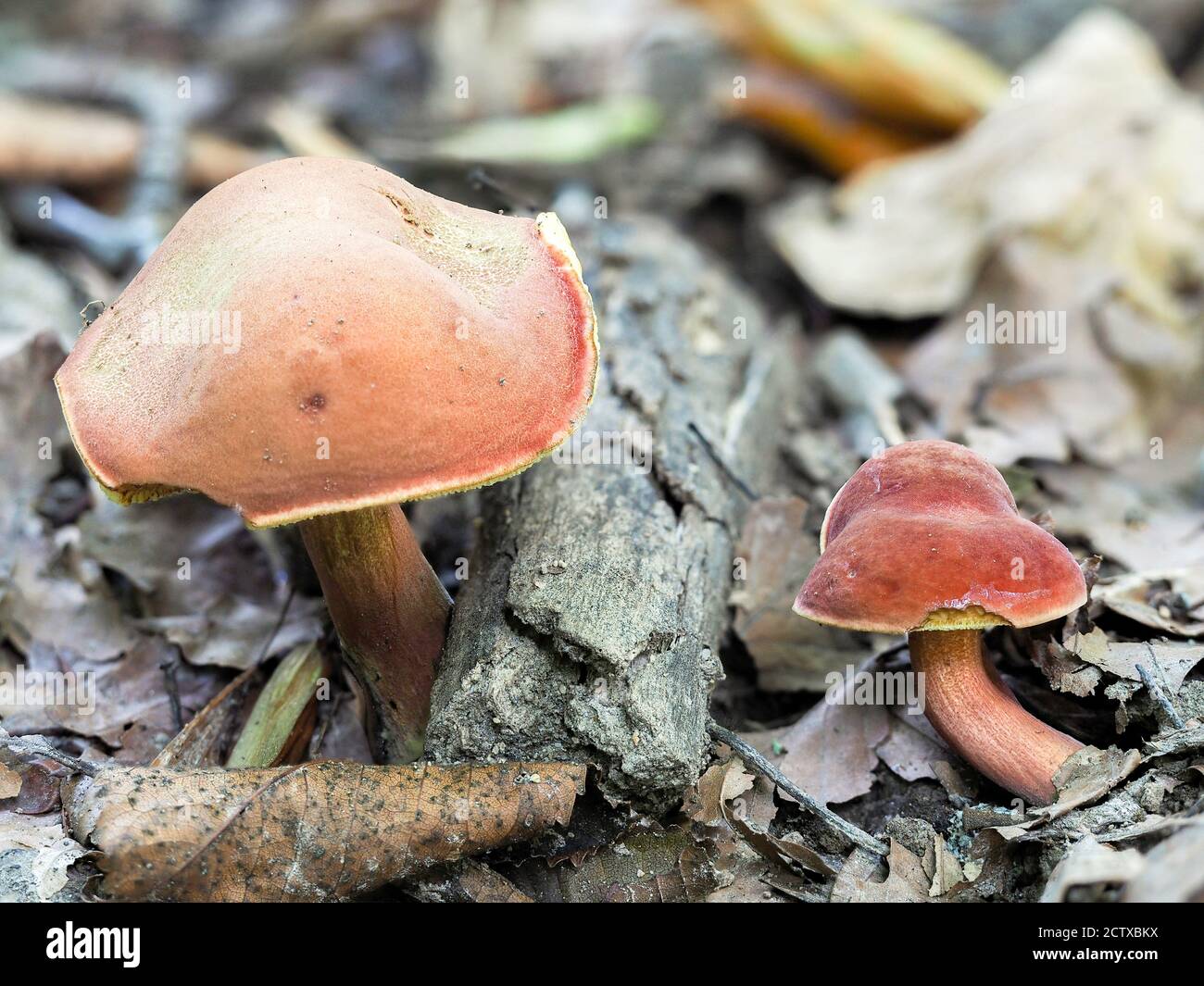 Der Ruby Bolete (Hortiboletus rubellus) ist ein essbarer Pilz, gestapelt Makro-Foto Stockfoto
