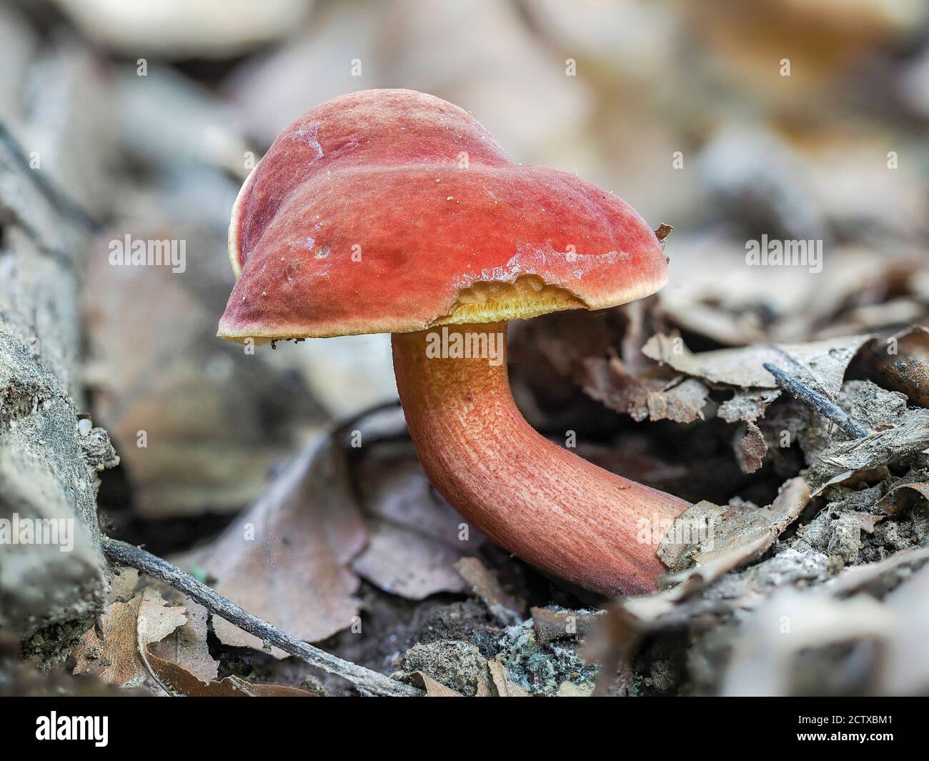 Der Ruby Bolete (Hortiboletus rubellus) ist ein essbarer Pilz, gestapelt Makro-Foto Stockfoto