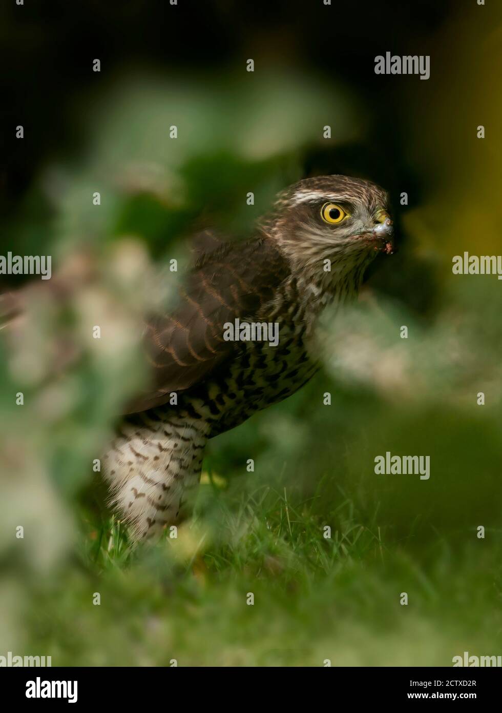 Eine wilde junge weibliche Sparrowhawk (Accipiter nisus) mit einem Kill auf dem Boden, Warwickshire Stockfoto