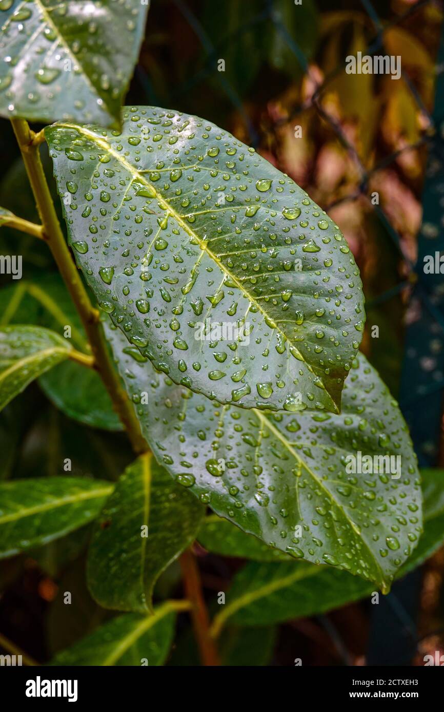 Großes, glänzend grünes Blatt mit Wassertröpfchen auf seiner Wachsschicht Oberfläche Stockfoto