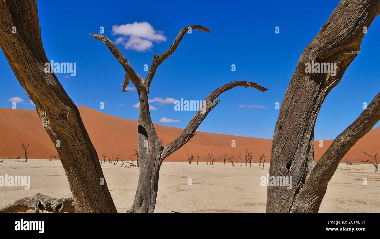 Verbliebene Äste von toten alten Bäumen in Sossusvlei, Namib Wüste, Namibia, Afrika mit toten Bäumen und großer oranger Sanddüne im Hintergrund. Stockfoto