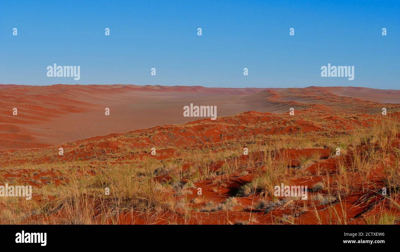 Panoramablick über ein Tal, umgeben von großen roten Sanddünen, bedeckt von getrocknetem gelbem Gras in der Nähe von Sesriem, Namib Wüste, Namibia, Afrika. Stockfoto
