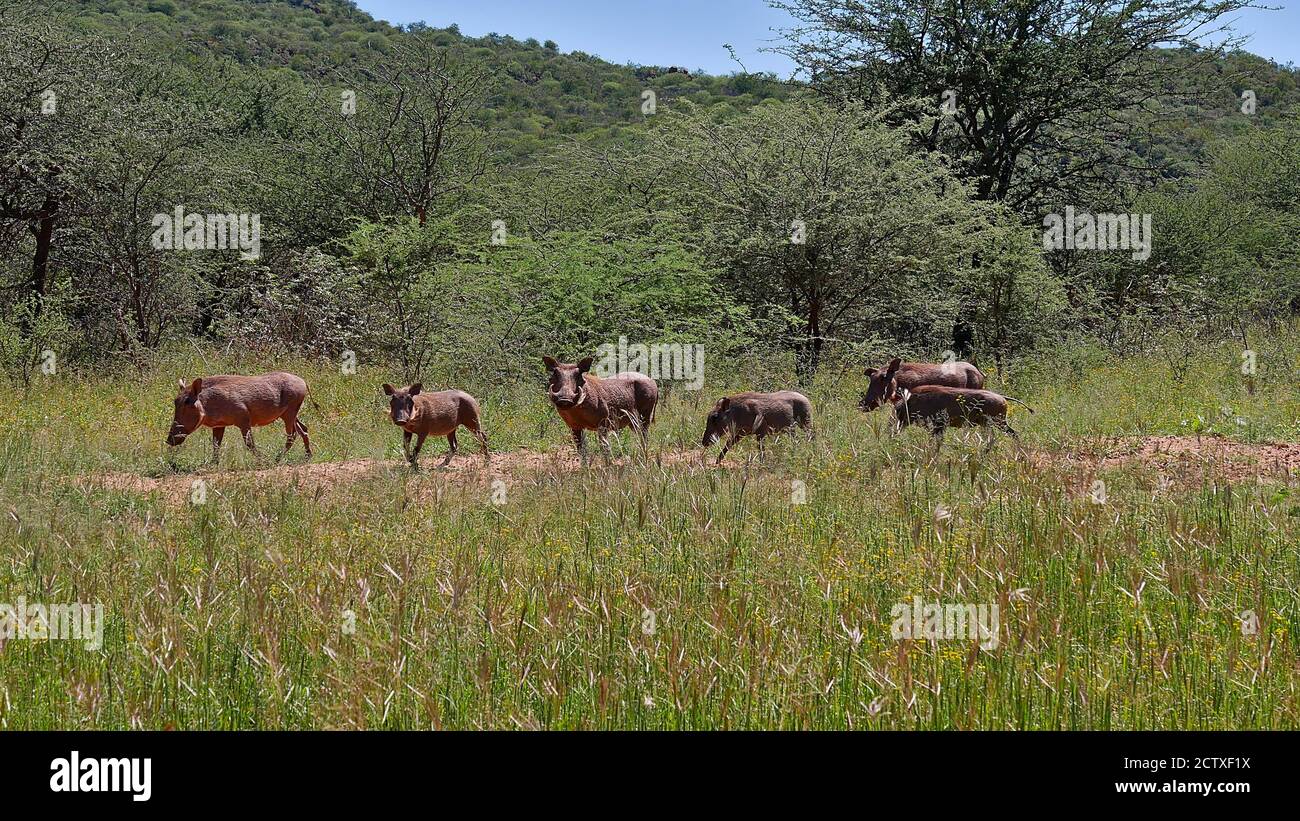 Herde des gemeinen Warzenschweins (Phacochoerus africanus) mit sechs Tieren, die sich über eine Wiese mit Büschen im Hintergrund in der Nähe des Waterberg Plateau, Kalahari Wüste bewegen. Stockfoto