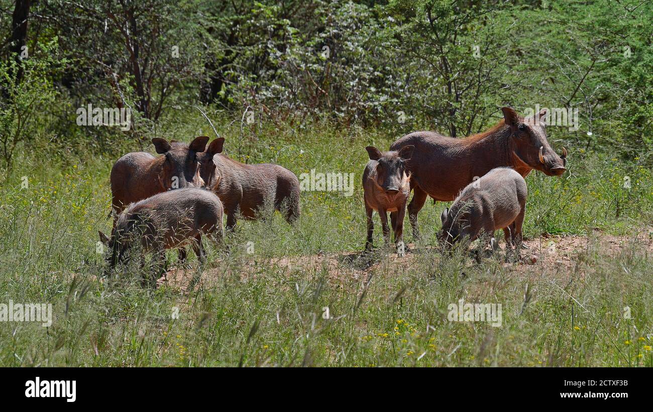 Warzenherde (Phacochoerus africanus) mit sechs Tieren, die sich auf einer Wiese mit Büschen im Hintergrund in der Nähe des Waterberg Plateau, Namibia versammeln. Stockfoto