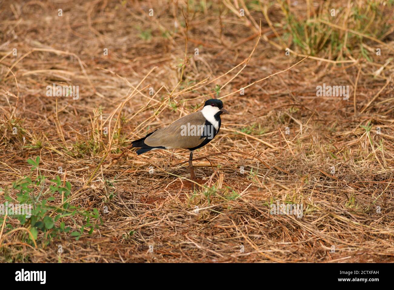 Erwachsene Spurflügelkiebel oder Pflüge (Vanellus spinosus) auf offener Savanne, Tsavo, Kenia Stockfoto