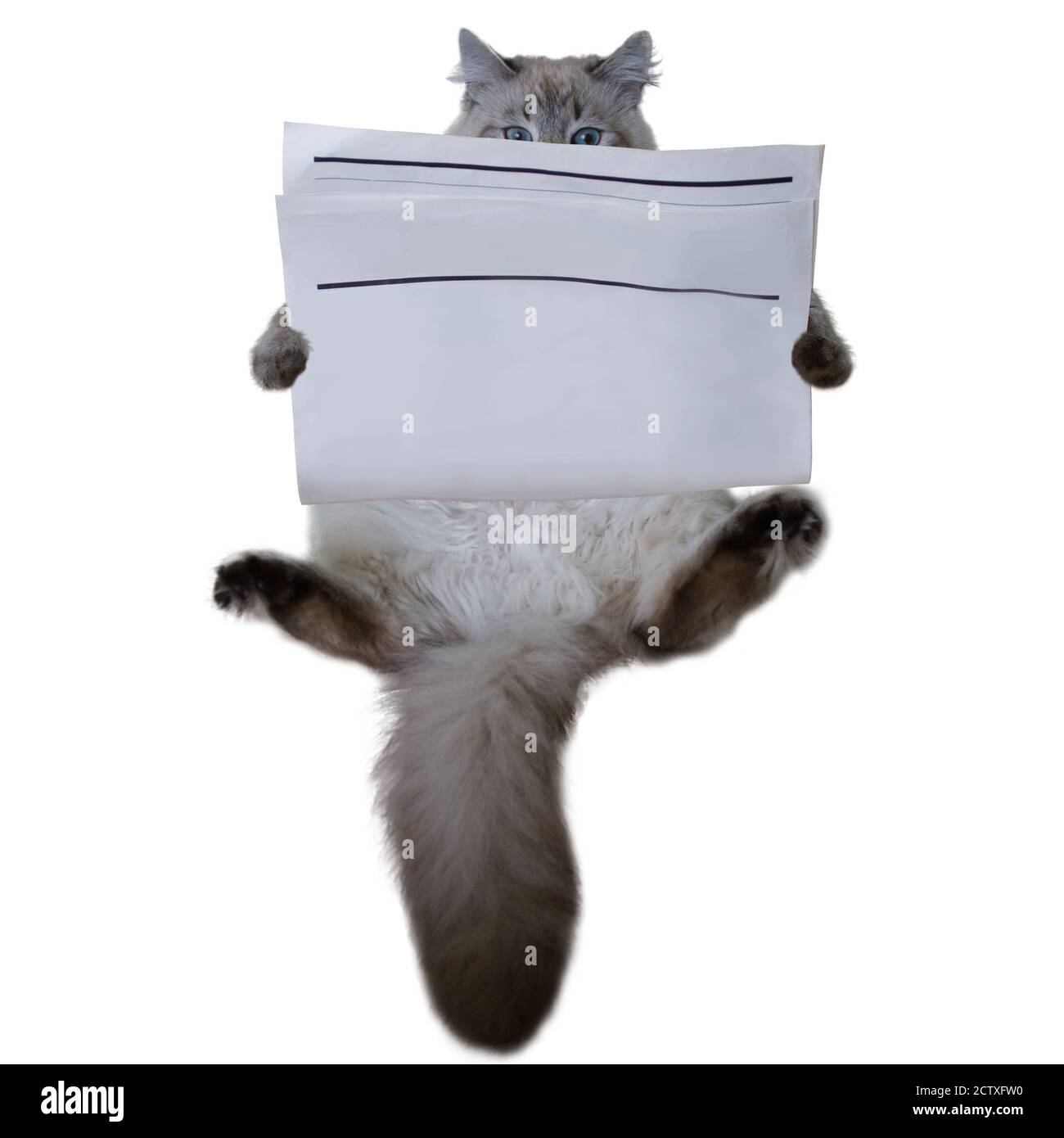 Reinrassige Lesung sibirische Katze mit leerer Zeitung isoliert auf weißem Hintergrund. Texturierter Hintergrund für Nachrichtenpapier. Mockup Zeitungspapier. Leerer Raum für den Punkt Stockfoto