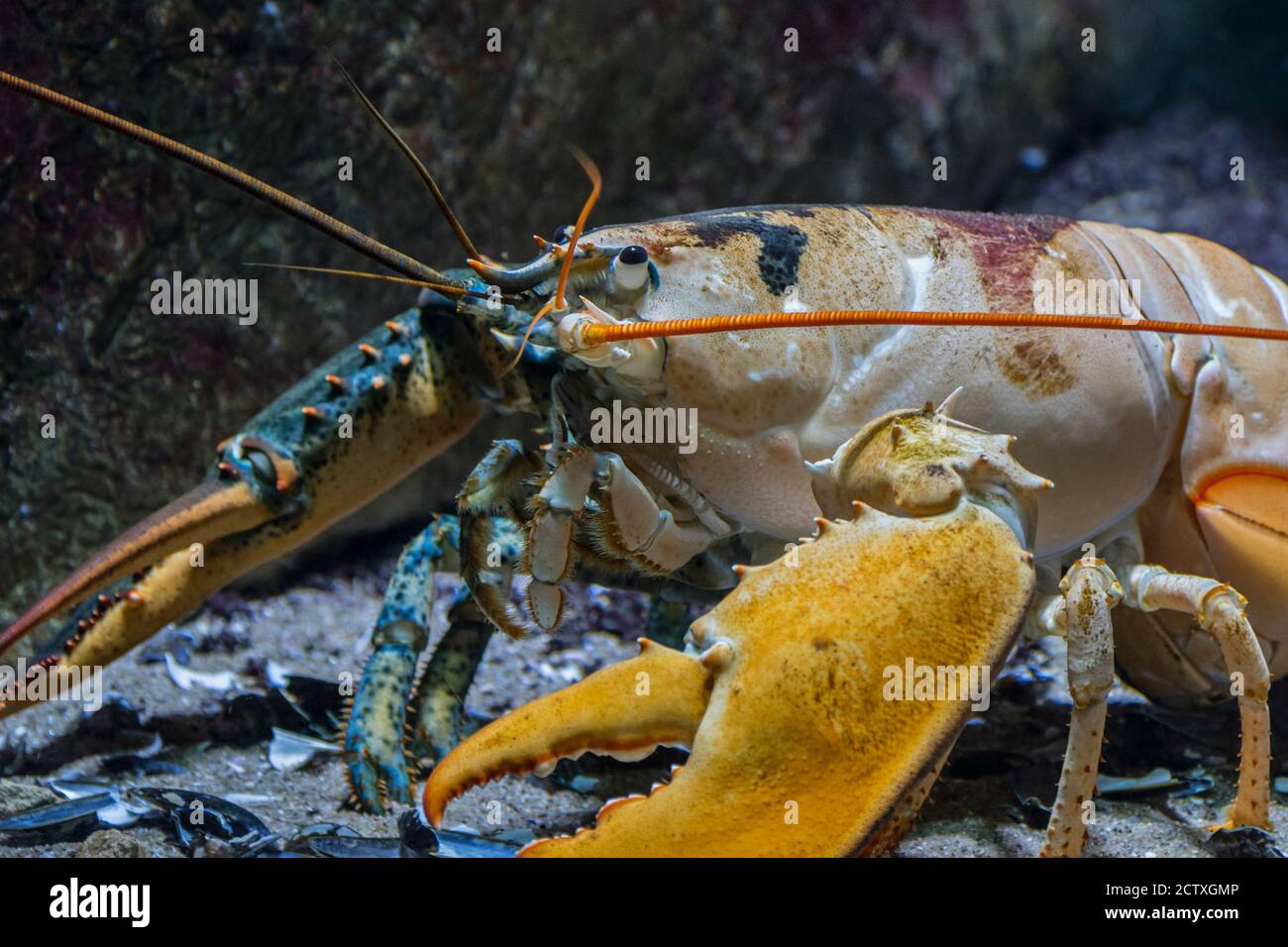 Amerikanischer Hummer / Kanadischer Hummer (Homarus americanus) unter Wasser, Krustentiere an der Atlantikküste Nordamerikas Stockfoto