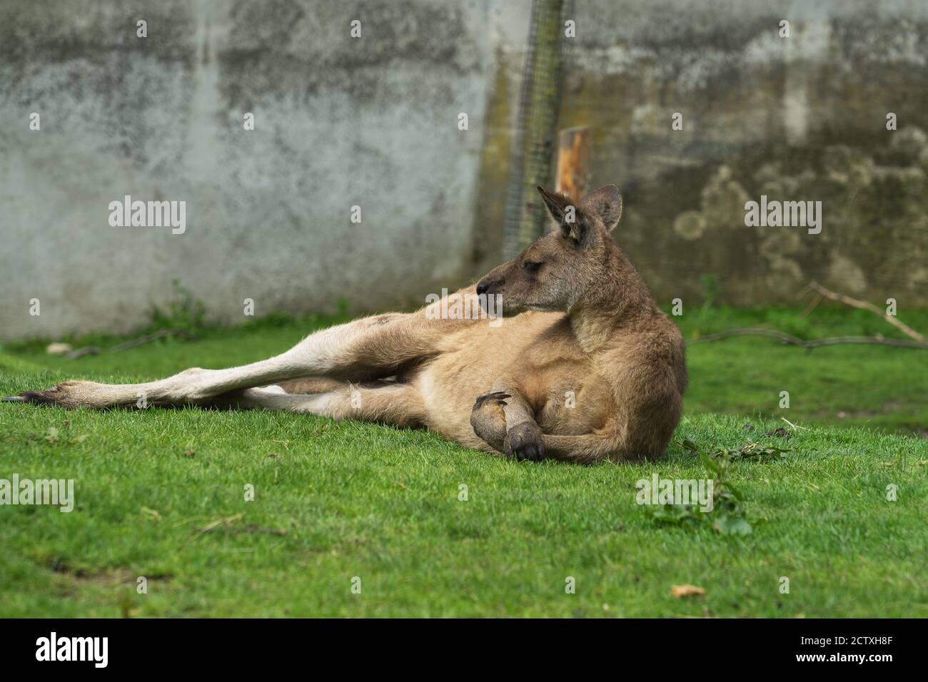 Das männliche Känguru liegt auf der Seite und überquert seine Vorderbeine oder Vorderbeine wie ein Mann. Känguru liegt auf dem grünen Gras. Tiergewohnheiten. Stockfoto