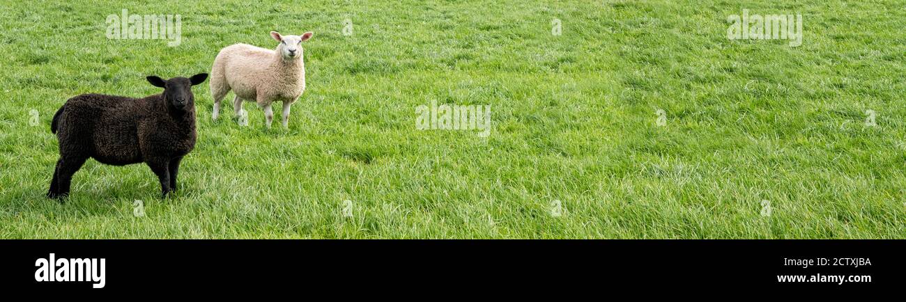 Schwarz-weiße Schafe im Feld - Bannerbild Stockfoto