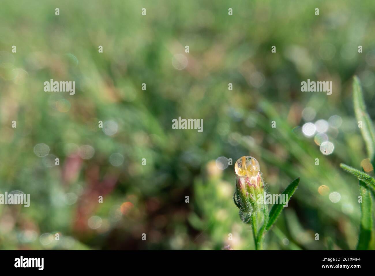 Tropfen Wasser in der Spitze einer geschlossenen Blume von Chondrilla juncea. Stockfoto