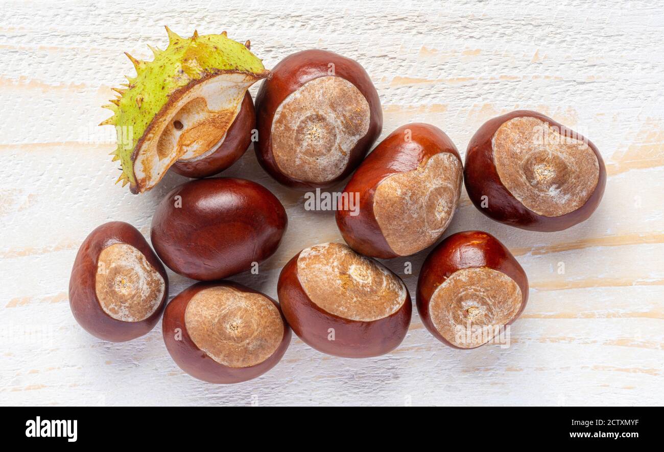 Rosskastanien (Conkers) auf weißem Holzbrett Stockfoto