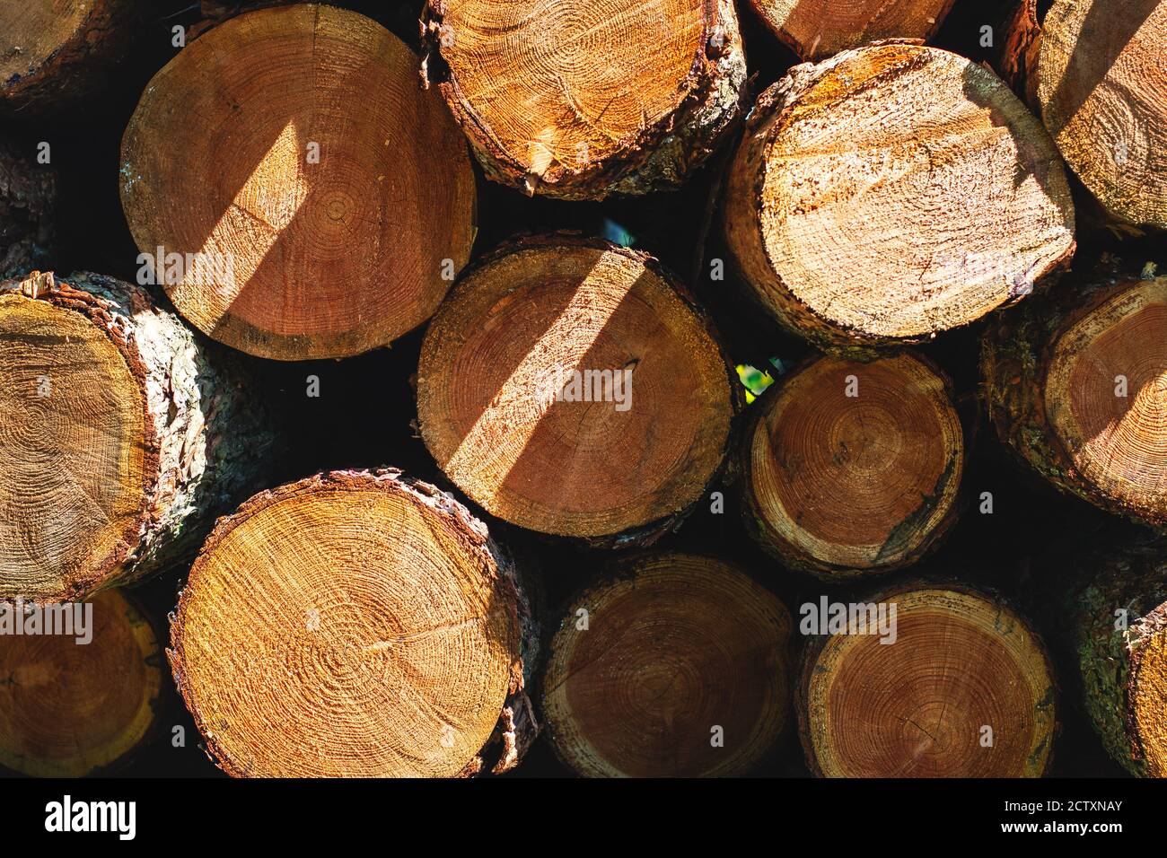 Stapel von geschnittenen Baumstämmen übereinander gestapelt, Holzstämme Struktur Stockfoto