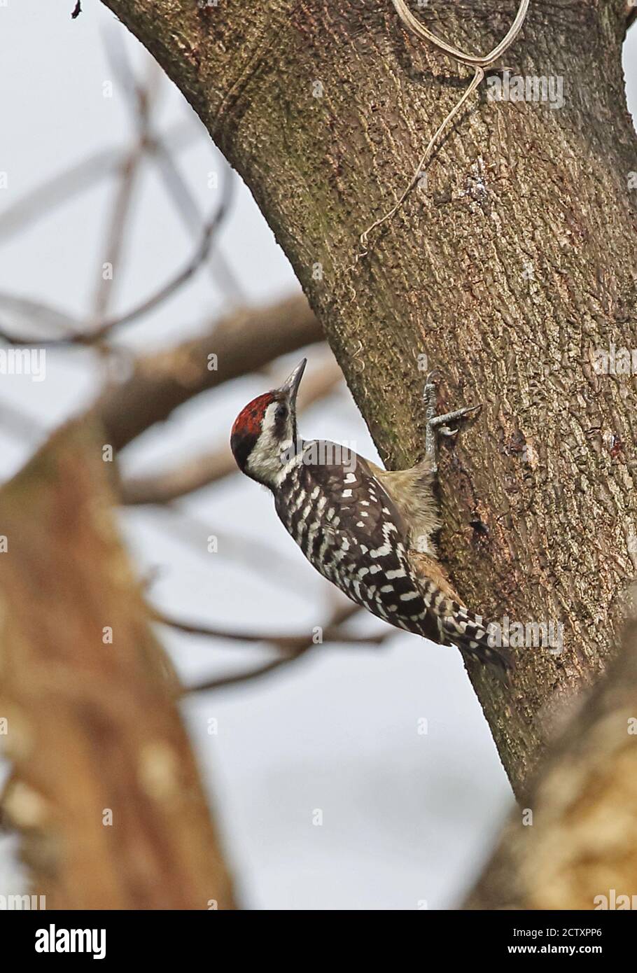 Sommersprossen-Specht (Dendrocopos analis analis) Männchen, das sich am Baumstamm festhält Jakarta, Java, Indonesien Juli Stockfoto