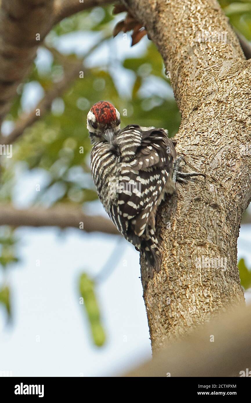 Freckle-breasted Specht (Dendrocopos analis Analis) männliche Festhalten an Baumstamm putzen Jakarta, Java, Indonesien Juli Stockfoto