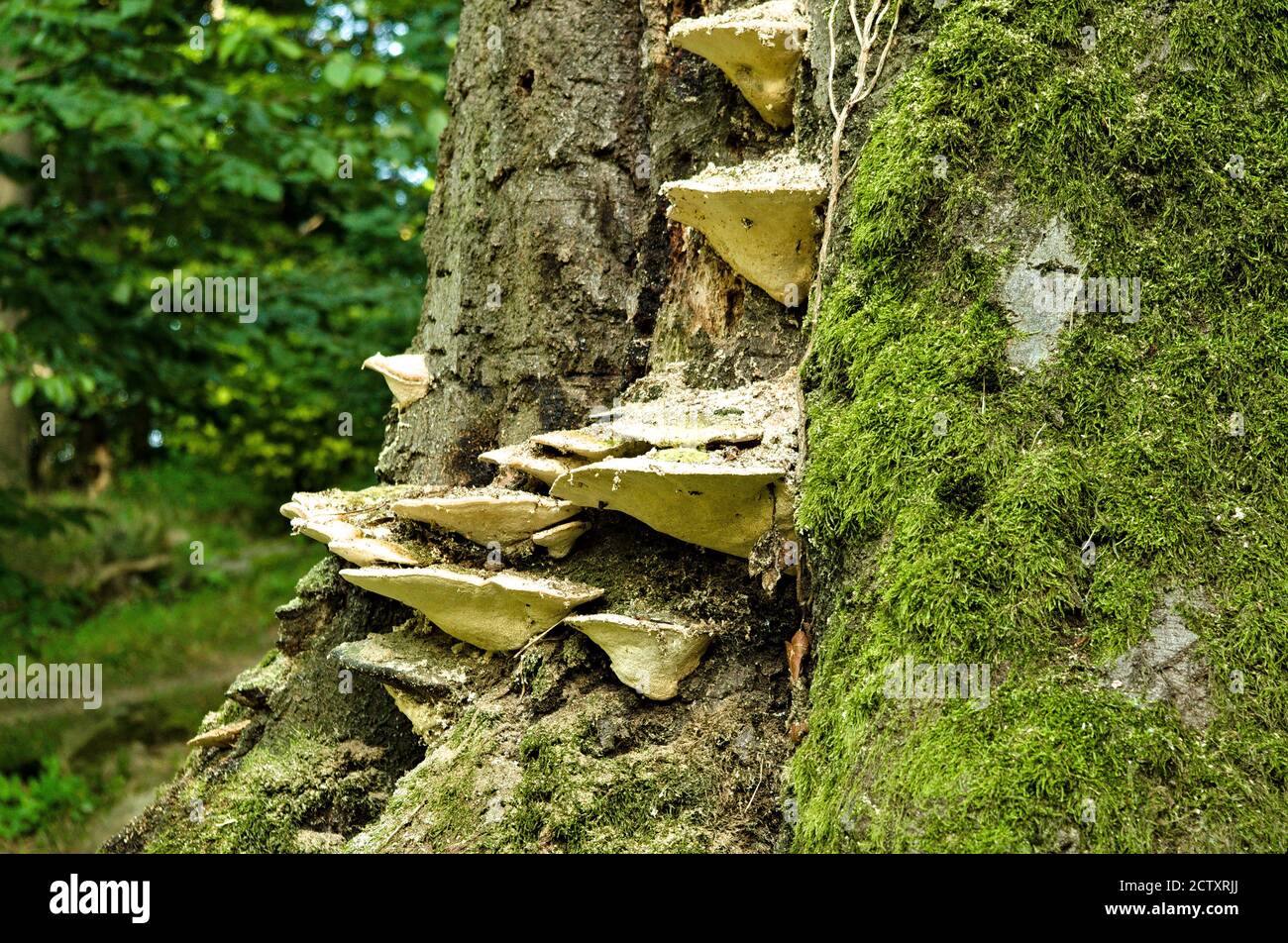 Schelf Pilze auf einem Baum Stockfoto