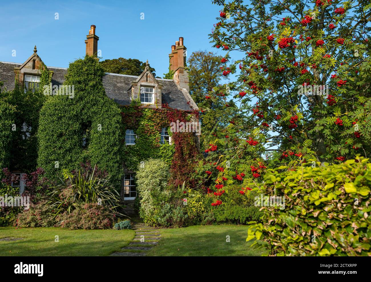 Viktorianisches Haus bedeckt mit Herbst roten Efeu & Berg Asche oder Eberesche Baumbeeren in Blüte, Dirleton Dorf, East Lothian, Schottland, Großbritannien Stockfoto
