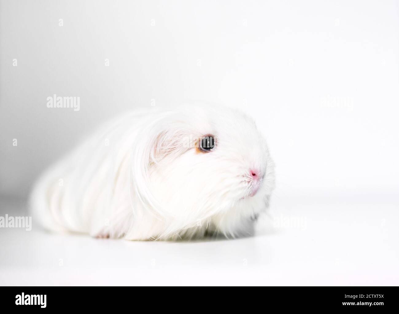 Eine langhaarige weiße Silkie Guinea Pig, auch bekannt als Sheltie Guinea Pig Stockfoto