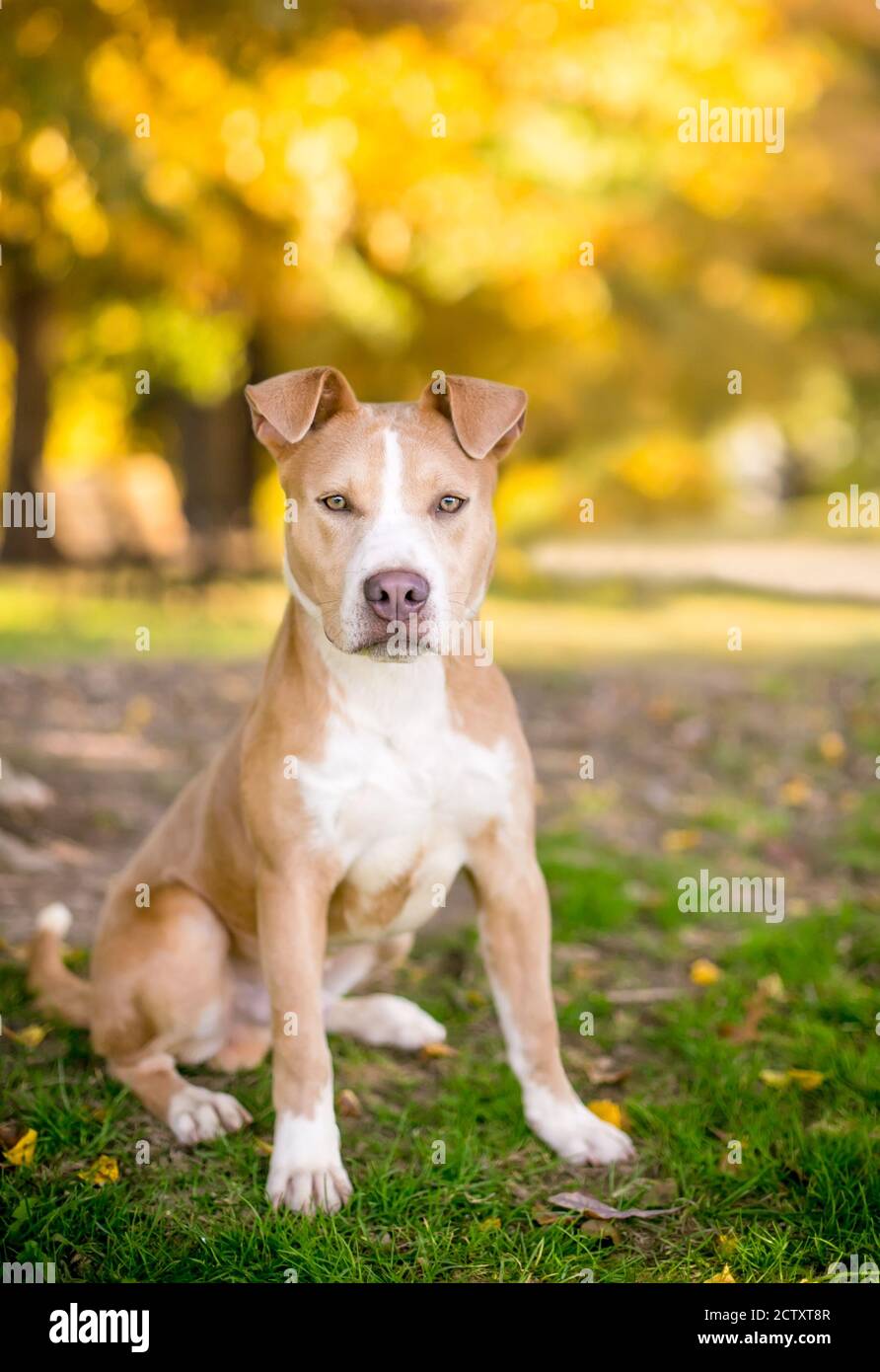 Ein brauner und weißer Mischling mit gefalteten Ohren Im Herbst draußen sitzen Stockfoto