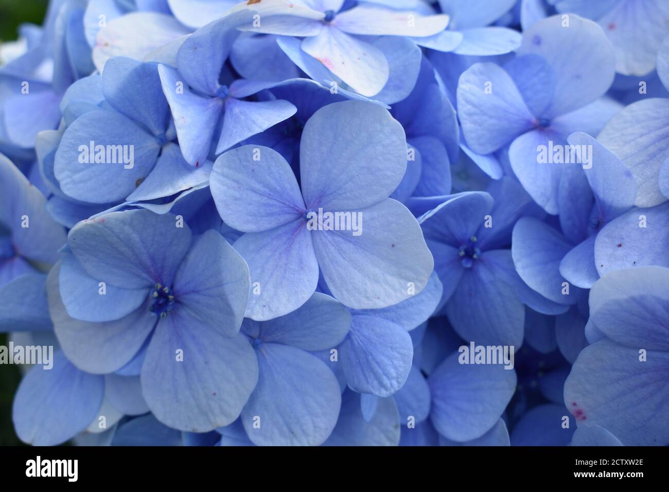 Nahaufnahme von Hortensien blauen Büttenblumen Stockfoto