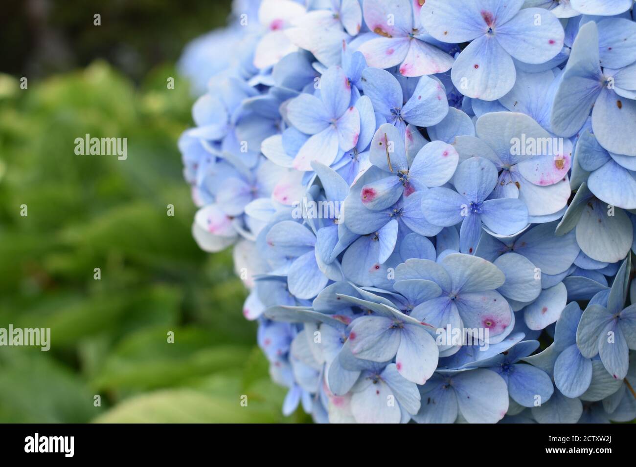 Nahaufnahme von Hortensien blauen Büttenblumen Stockfoto