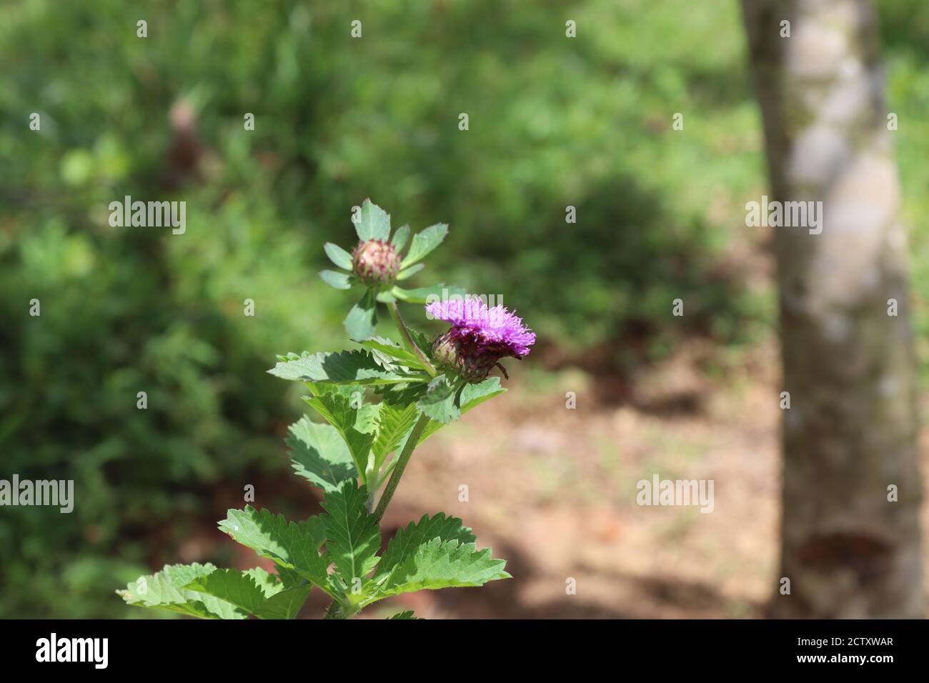 Diese unbekannte, alleinstehende Blume traf mich, als ich durch den Wald spazierenging. Stockfoto