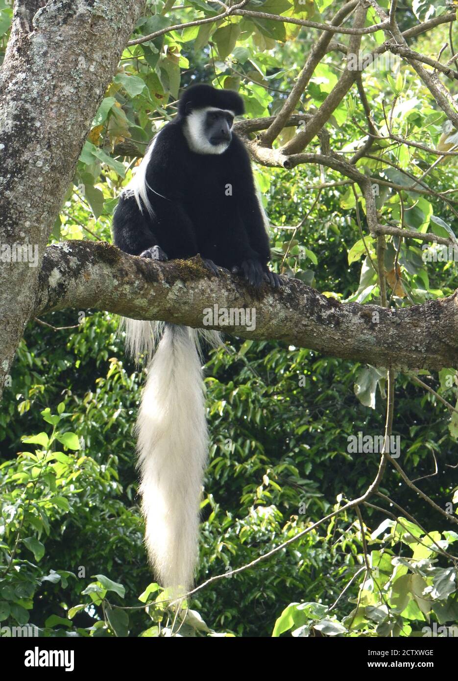 Einen schwarz-weißen Colobus Monkey, die mantelbrüllaffen guereza (Colobus guereza), entspannt sich auf Ästen seine Mahlzeit der Blätter zu verdauen. Arusha Nationalpark. Stockfoto