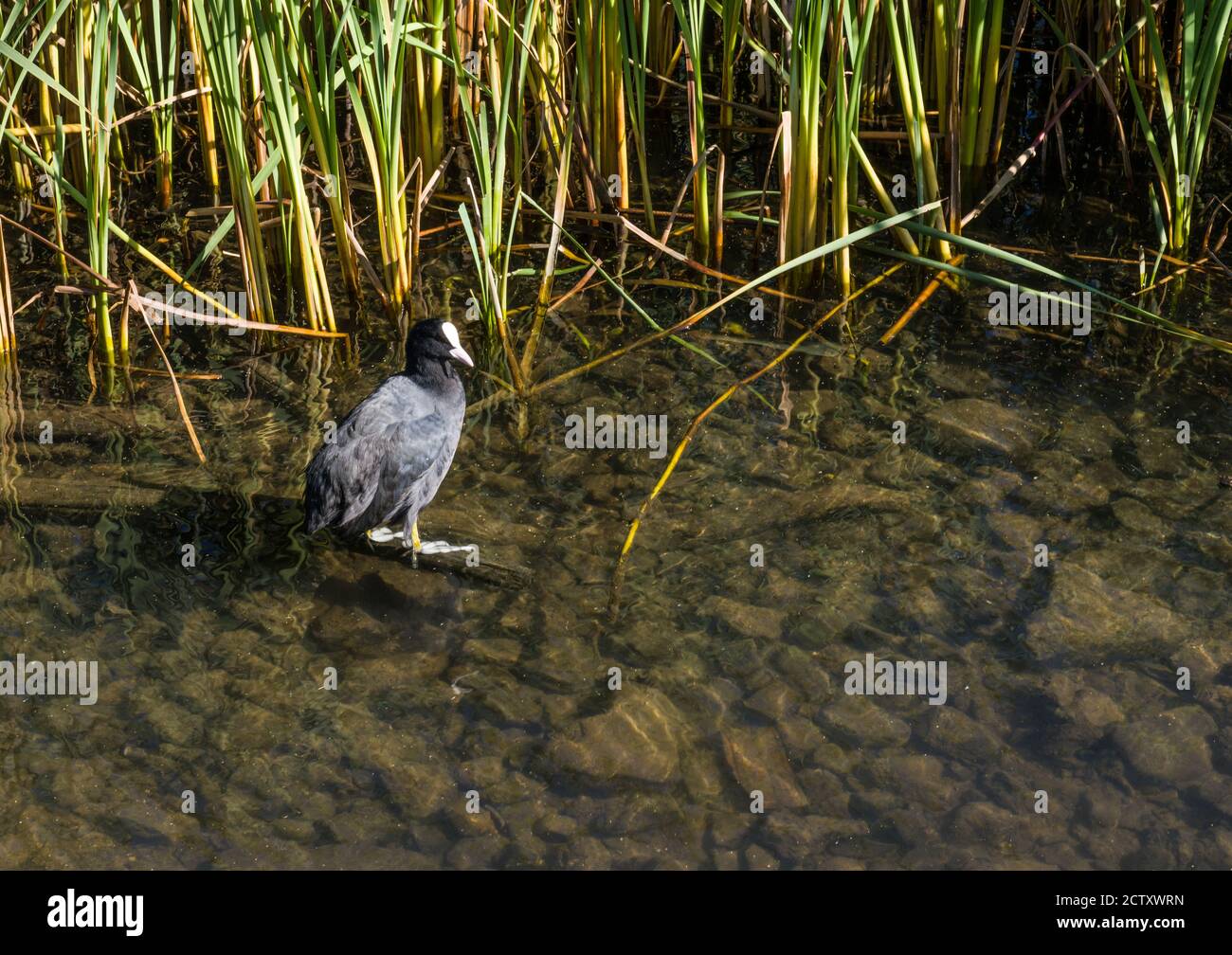 Die Feuchtgebiete der Cardiff Bay auf dem Süßwassersee der Cardiff Bay mit wilden Vögeln, die hier ihre Heimat finden. Stockfoto