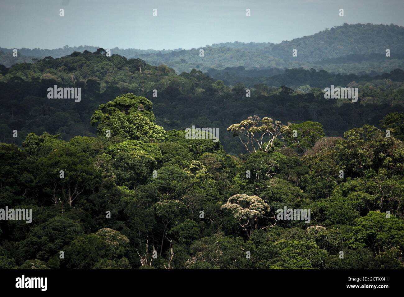 Blick auf den Regenwald von einem hohen Standpunkt aus. Stockfoto