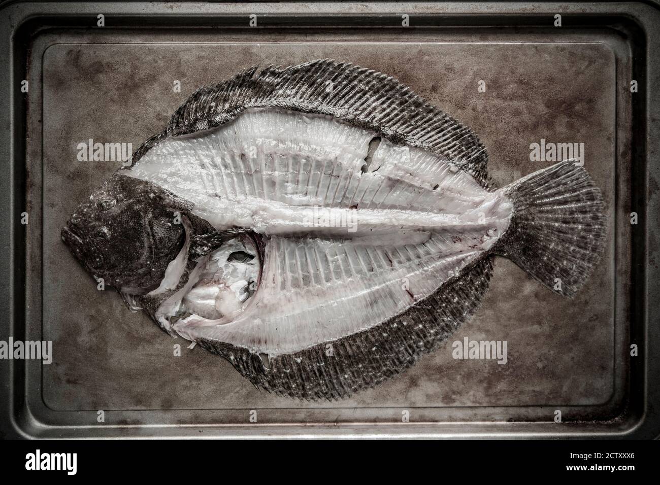 Ein Brill, Scophthalmus rhombus, der verfiltert wurde. Der Brill-Rahmen kann für die Herstellung von Fischbeständen verwendet werden. Dorset England GB Stockfoto