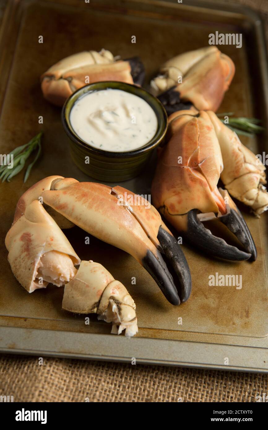 Gekochte Krabbenkrallen aus einer braunen Krabbe, Krebs Pagurus, die mit einem Knoblauch, Estragon und Zitrone Mayonnaise serviert wurden. Dorset England GB Stockfoto