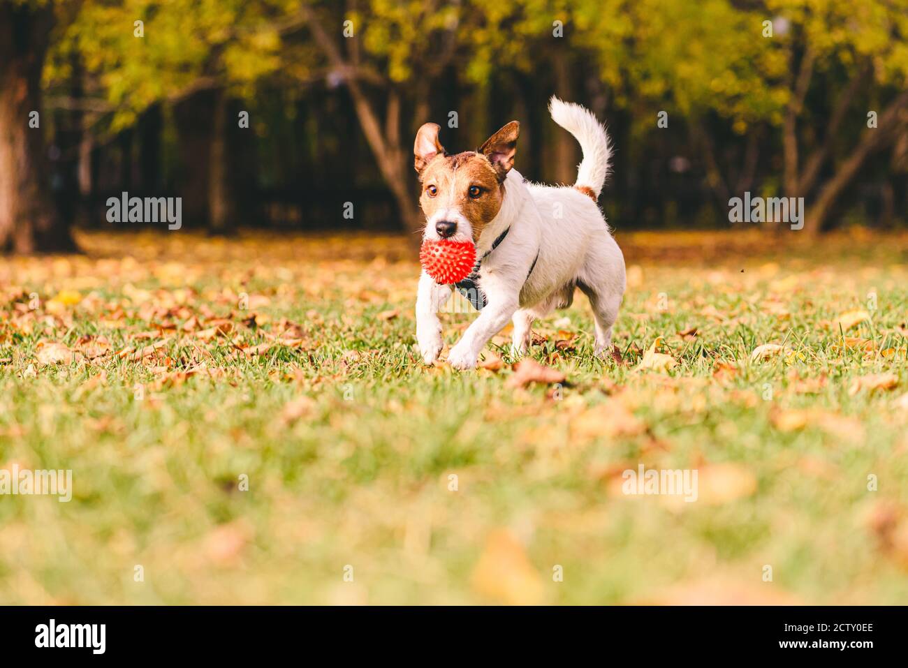 Bei sonnigem und warmem Wetter am Herbsttag Hundespiel Mit Spielzeugball auf Parkrasen am Septembertag Stockfoto