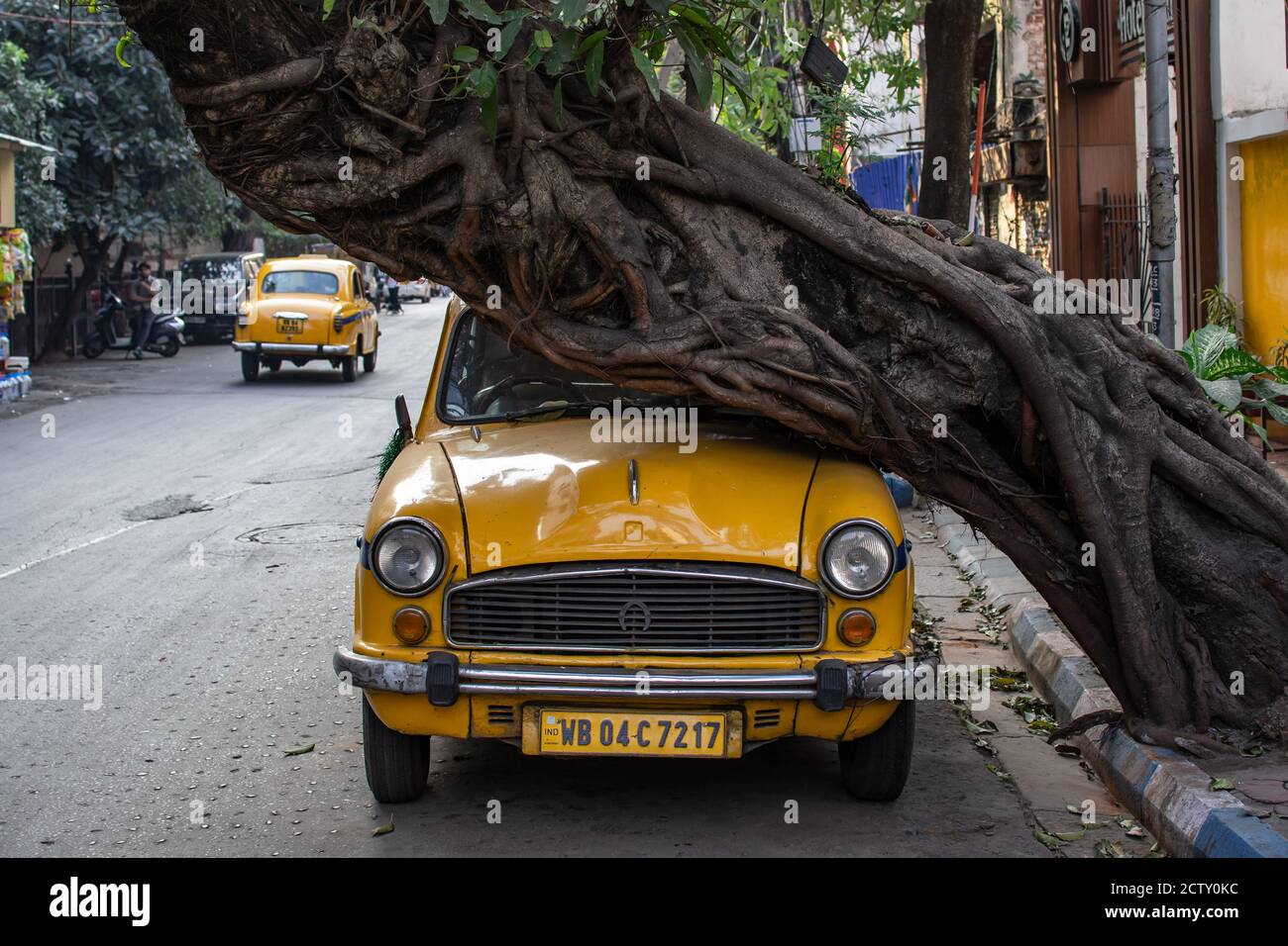 Kolkata, Indien - 2. Februar 2020: Vorderansicht eines leuchtend gelben traditionellen Taxis, das am 2. Februar 2020 unter einem seltsamen Baum auf der Straße in Kolkat geparkt ist Stockfoto