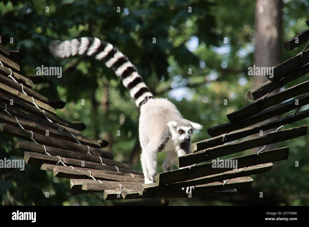 Lemuren klettern im Apenheul in Apeldoorn zwischen den Gäste Stockfoto