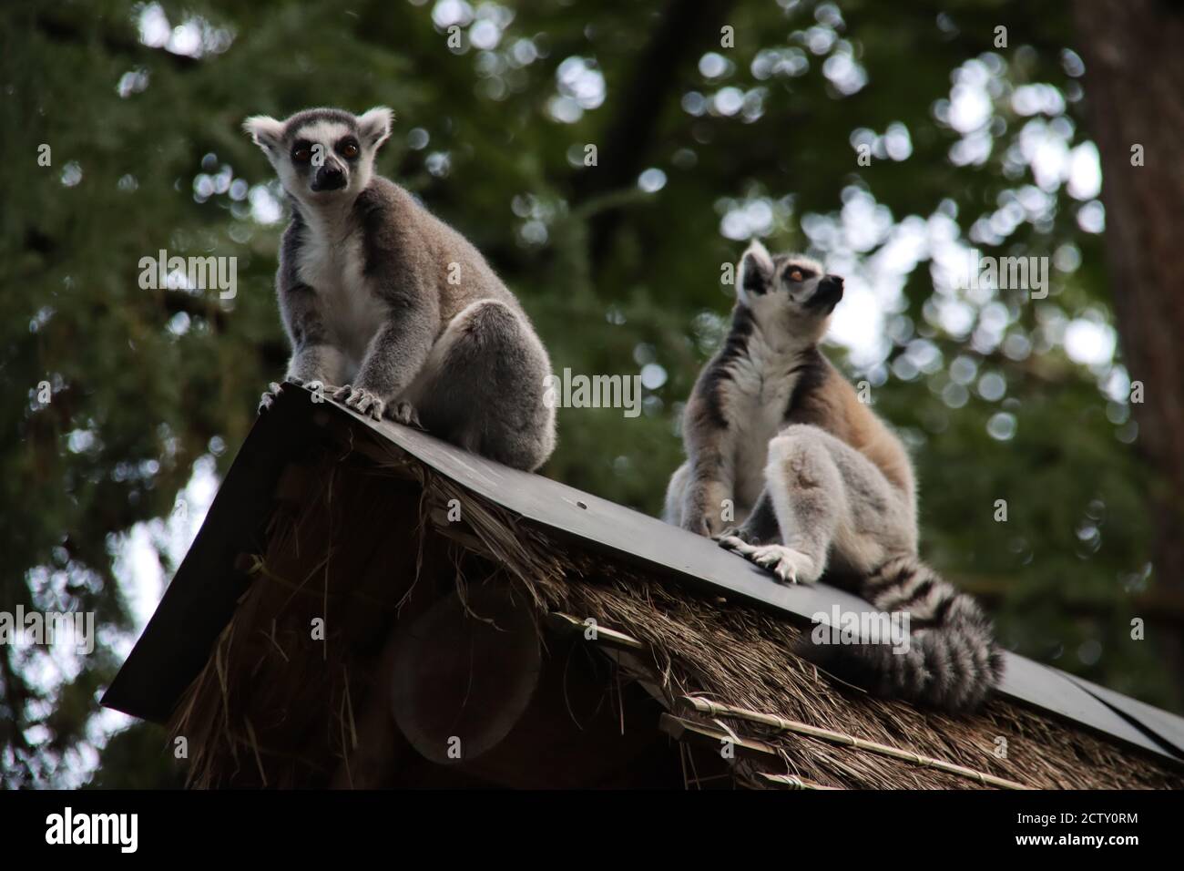 Lemuren klettern im Apenheul in Apeldoorn zwischen den Gäste Stockfoto