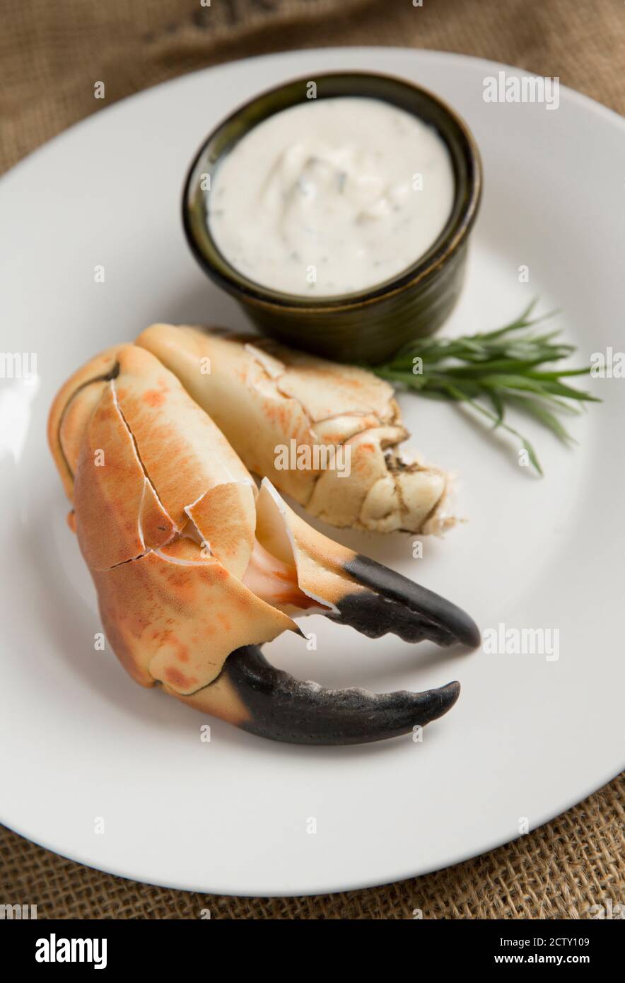 Eine gekochte, rissige Krabbenklaue aus einer braunen Krabbe, Cancer Pagurus, die mit Knoblauch, Estragon und Zitronenmayonnaise serviert wurde. Dorset England GB Stockfoto