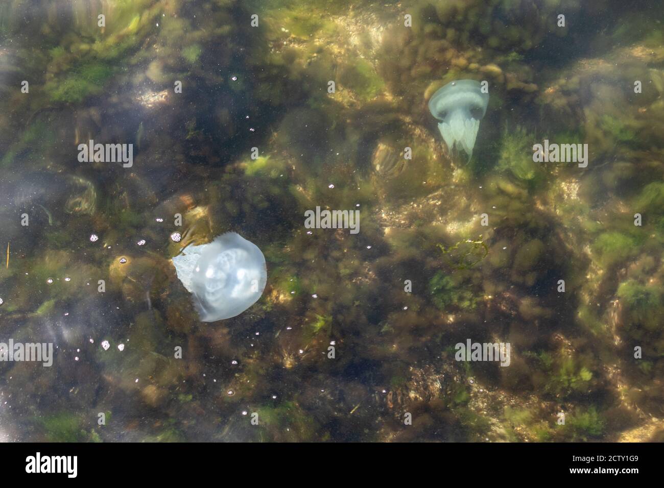 Große Quallen Gruppe schwimmend in den Algen in der Nähe der Seeufer Stockfoto