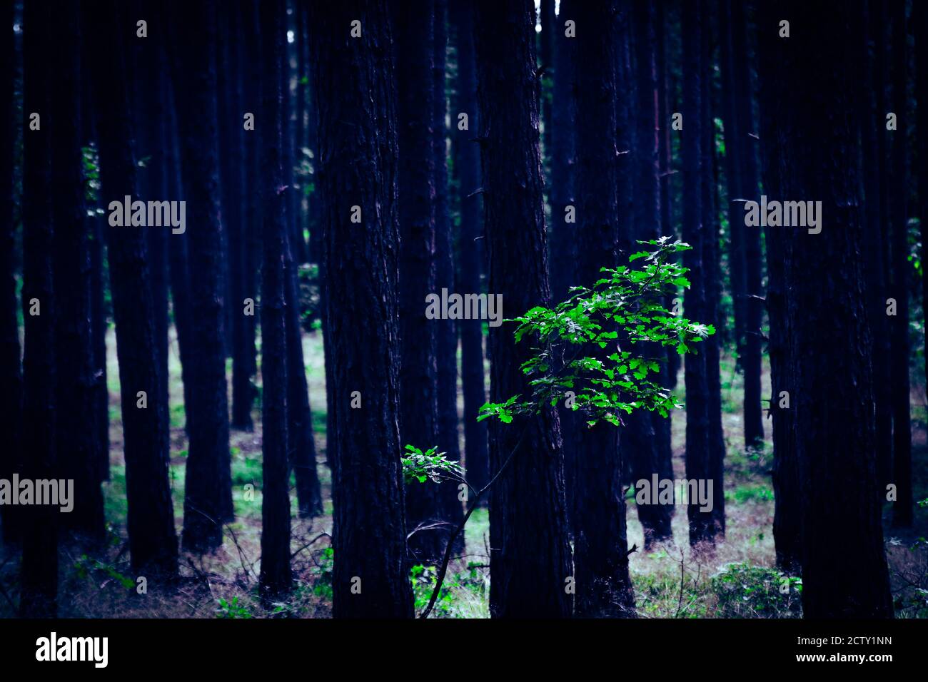Einsame junge Eiche wächst verloren in Kiefernwald, grüner Baum mit vielen Baumstämmen im Hintergrund Stockfoto