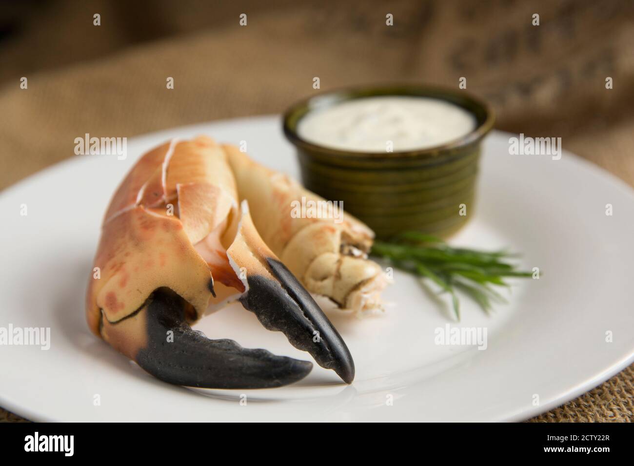 Eine gekochte, rissige Krabbenklaue aus einer braunen Krabbe, Cancer Pagurus, die mit Knoblauch, Estragon und Zitronenmayonnaise serviert wurde. Dorset England GB Stockfoto