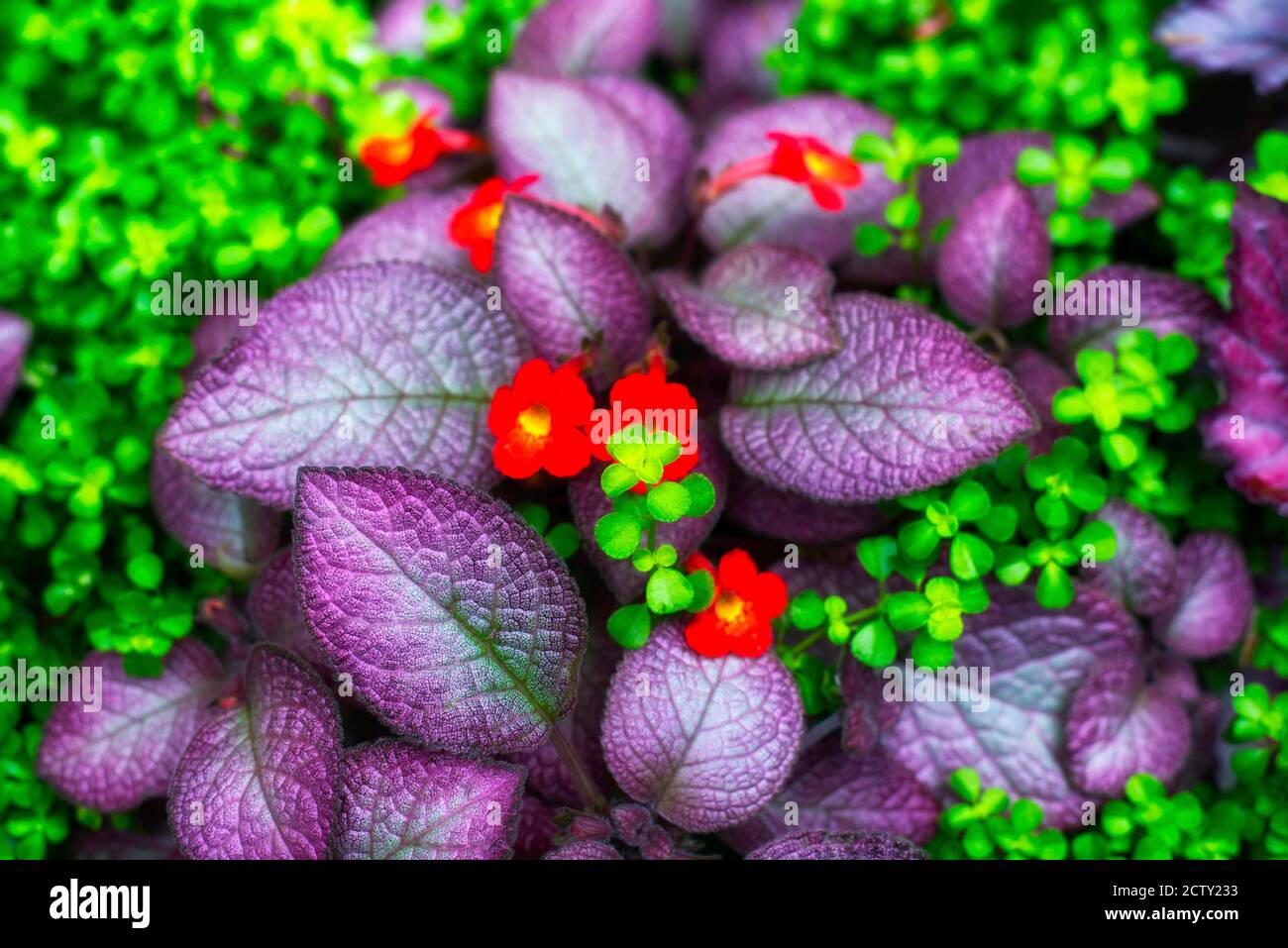 Eine flammenviolette Versuchung oder eine Art von Episcia, die in einem tropischen Ökosystem in den bontanischen Gärten von montreal blüht. Stockfoto