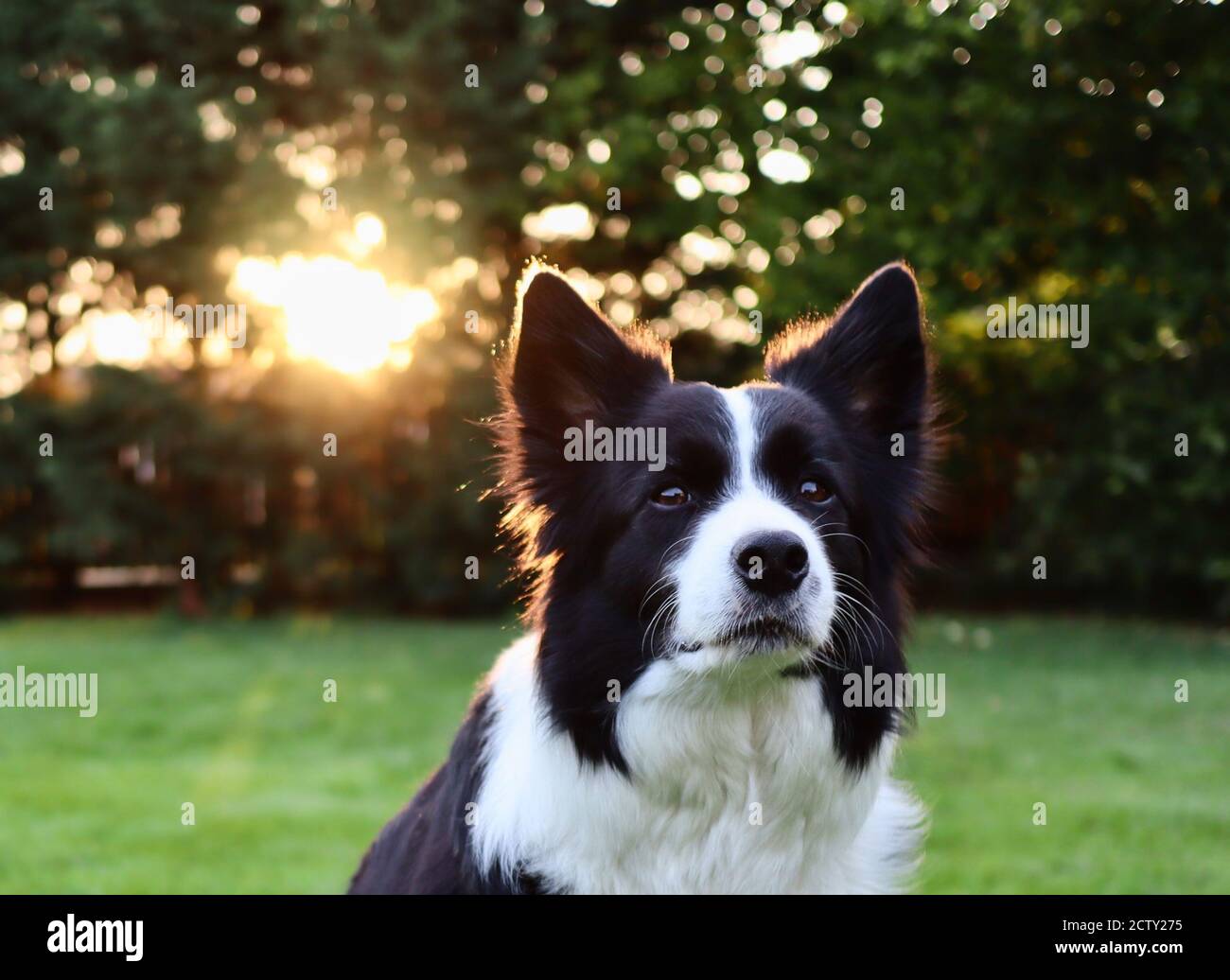 Nahaufnahme von Border Collie Head im Garten. Cute Portrait von schwarz und weiß Haushund mit Sonnenlicht im Hintergrund. Stockfoto
