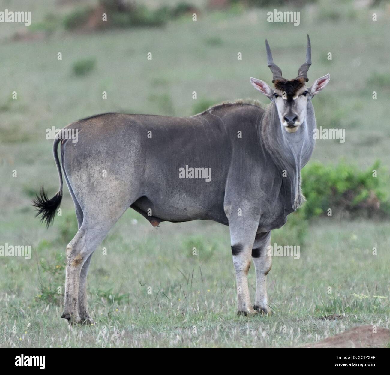 Ein männliches Eeland (Taurotragus oryx). Serengeti Nationalpark, Tansania. Stockfoto