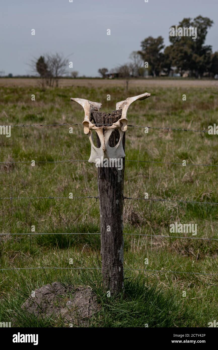 Kuhschädel 1 Stockfoto