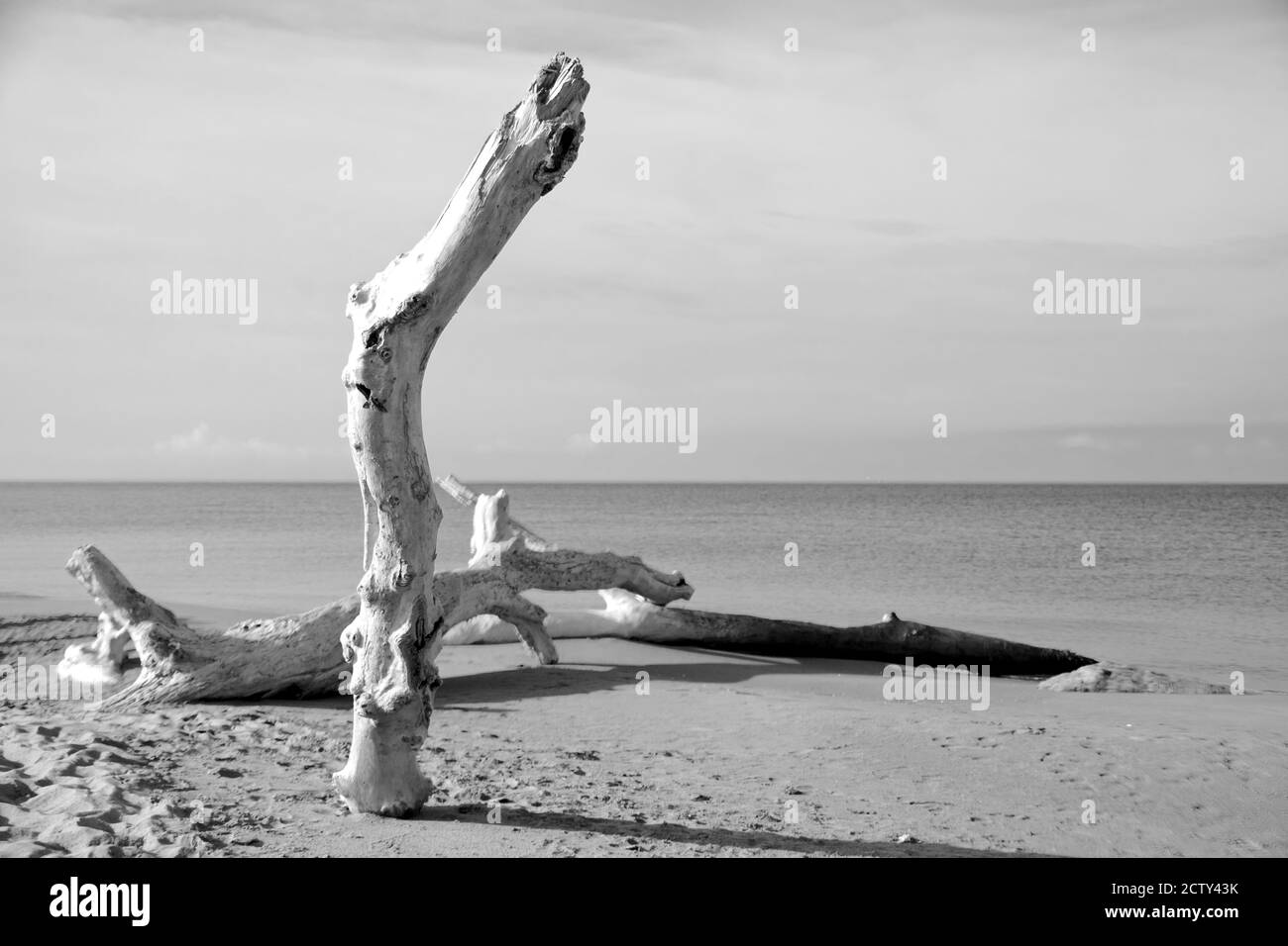 Einsame weiße sonnenverbrannte Baumstämme tauchen aus dem Sand eines auf Strand ohne Menschen Stockfoto