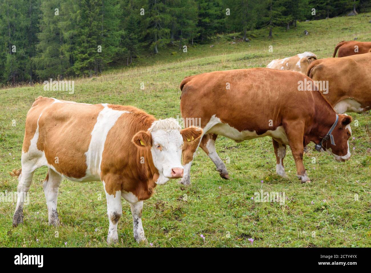 Rinder auf einer Hochalm an einem Sommertag Stockfoto