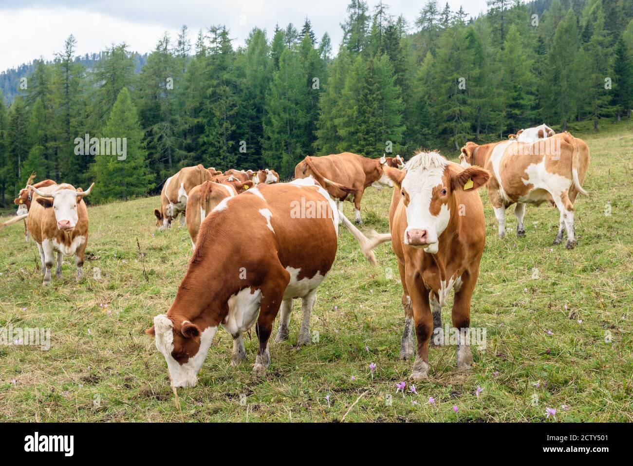 Rinder weiden auf einer Bergwiese an einem bewölkten Sommer Tag Stockfoto