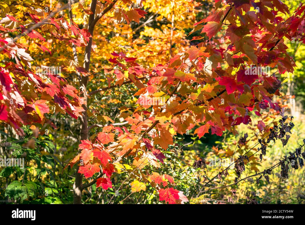 Nahaufnahme des roten Ahornbaums an einem sonnigen Herbsttag. Natürlicher Hintergrund. Stockfoto