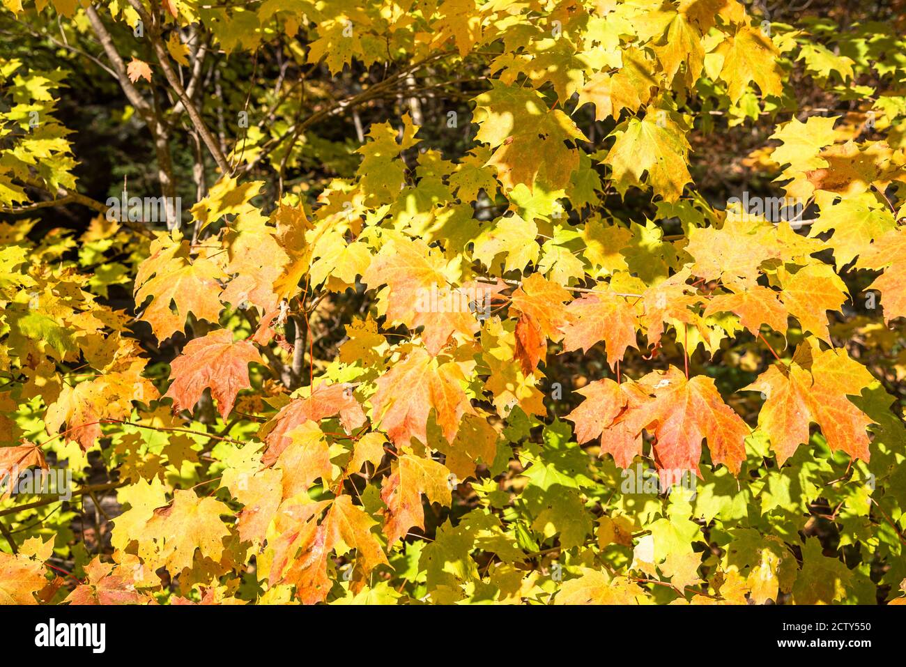 Nahaufnahme der gelben Blätter eines Ahornbaums an einem sonnigen Herbsttag. Natürlicher Hintergrund. Stockfoto