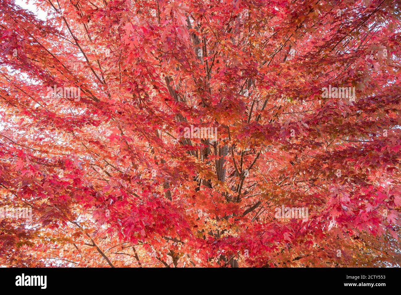 Detail eines schönen großen Ahornbaums im Herbst Stockfoto